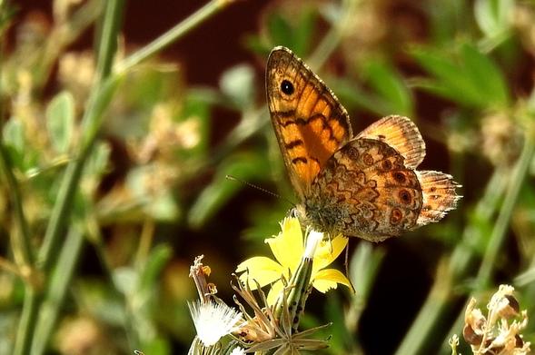 Una mariposa de tonos marrones y naranjas está posada sobre una pequeña flor amarilla. Sus alas están ligeramente abiertas; la superior visible es principalmente naranja con bandas oscuras y un gran punto ocular negro y blanco cerca de la punta. La ala inferior, vista desde abajo, muestra un patrón más complejo de tonos marrones y grises con múltiples círculos concéntricos pequeños. La mariposa tiene un cuerpo peludo y antenas delgadas. La flor es de pétalos amarillos brillantes y el fondo es una mezcla borrosa de vegetación verde y tonos oscuros.