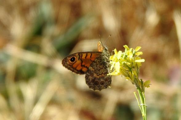 Una mariposa de perfil, con las alas parcialmente cerradas, está posada en un racimo de pequeñas flores amarillas. Su ala superior visible es de un vibrante color naranja con franjas negras y un gran ocelo (mancha en forma de ojo) negro con un punto blanco en el centro. La parte inferior de sus alas muestra un patrón más complejo de tonos marrones y grises, con pequeños círculos y varios ocelos menos definidos. El cuerpo de la mariposa es peludo y sus antenas son finas. Las flores son de un amarillo brillante, agrupadas en un tallo verde. El fondo está desenfocado, con tonos cálidos de ocre y verde que sugieren vegetación seca bajo la luz del sol.