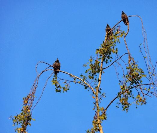 Three starlings, with their dark, speckled feathers, perch on the bare, twisting branches of a tree. All three birds are facing upwards, seemingly focused on something in the clear, vibrant blue sky above. The tree has sparse green foliage, with a few leaves scattered among its branches, suggesting it may be late summer or early autumn. The scene captures a moment of curiosity or alertness in nature, as the birds appear to be observing the sky.