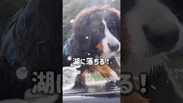 バーニーズ‼️初めてのSUPで湖に落ちる瞬間💦