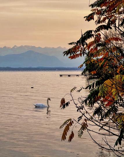 serene lake scene featuring a white swan gliding on the water, surrounded by autumn foliage. In the background, mountains are partially visible under a soft sunset sky, and a wooden dock extends into the lake.