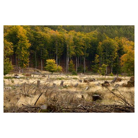 Landscape image showing a clearing covered in yellow grasses in the foreground. Many tree stumps and fallen branches are visible. In the background, a dense forest with tall, slender trees rises. The leaves have begun to turn yellow and reddish at the top, marking the seasonal transition.