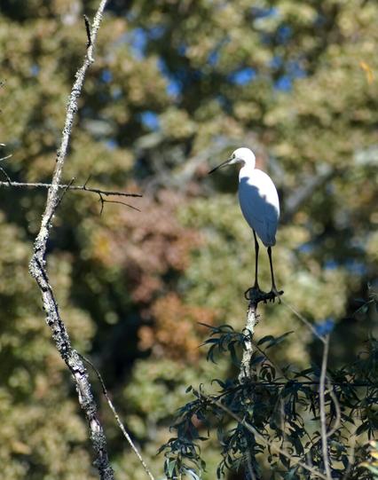 Egret on a tree looking from above