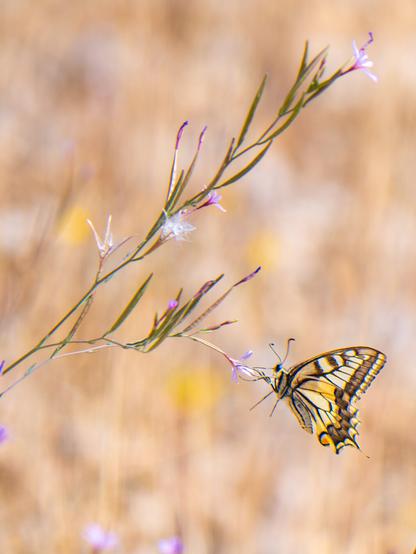 𝗣𝗶𝗰𝘁𝘂𝗿𝗲 𝗗𝗲𝘀𝗰𝗿𝗶𝗽𝘁𝗶𝗼𝗻 (𝗘𝗻𝗴): The image shows a swallowtail butterfly resting on a thin branch with violet wildflowers. The butterfly, with its yellow wings crossed by black veins and blue and orange touches on the edges, seems delicately suspended while feeding on the nectar of a flower, contrasting with a blurred background, with golden tones, typical of a dry autumn.

𝗗𝗲𝘀𝗰𝗿𝗶𝗽𝗰𝗶𝗼́𝗻 (𝗘𝘀𝗽): En la imagen se aprecia una mariposa macaón reposando sobre una fina rama con flores silvestres de color violetas La mariposa, con sus alas amarillas cruzadas por venas negras y toques azulados y anaranjados en los bordes, parece suspendida con delicadeza mientras se alimenta del néctar de una flor, contrastando con un fondo difuminado, de tonos dorados, propio de un otoño seco.

Camara Panasonic Lumix G90
Objetivo Panasonic 100-300 ƒ3.5-5.6 II
Datos Exif: Modo Manual, ƒ7.1, 1/500s, ISO 200, 600mm equivalente
