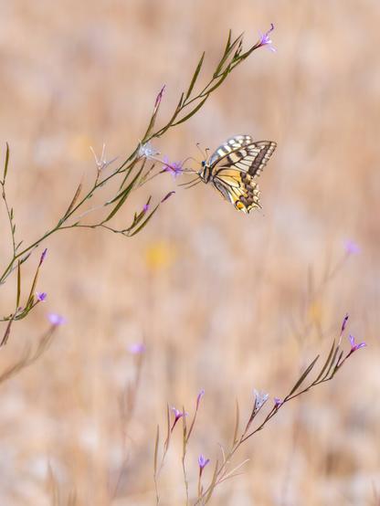 𝗣𝗶𝗰𝘁𝘂𝗿𝗲 𝗗𝗲𝘀𝗰𝗿𝗶𝗽𝘁𝗶𝗼𝗻 (𝗘𝗻𝗴): The image shows a Swallowtail butterfly nectaring from a delicate twig with small lilac or violet wildflowers, possibly tall willowherb. The background is out of focus and has soft beige and brown tones, highlighting the intricate pattern of the butterfly's wings and the flowers in the foreground.

𝗗𝗲𝘀𝗰𝗿𝗶𝗽𝗰𝗶𝗼́𝗻 (𝗘𝘀𝗽): La imagen muestra una mariposa Macaón Cola de Golondrina libando de una delicada ramita con pequeñas flores silvestres lilas o violetas, tal vez adelfilla o epilobio. El fondo está desenfocado y tiene tonos beige y marrones suaves, lo que resalta el intrincado patrón de las alas de la mariposa y a las flores en primer plano.

Camara Panasonic Lumix G90
Objetivo Panasonic 100-300 ƒ3.5-5.6 II
Datos Exif: Modo Manual, ƒ7.1, 1/500s, ISO 200, 600mm equivalente