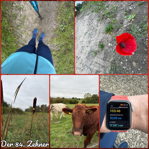 a bunch of fotos from my walk: feet and results, a late blooming corn poppy, some cows next to my path, pipe gras