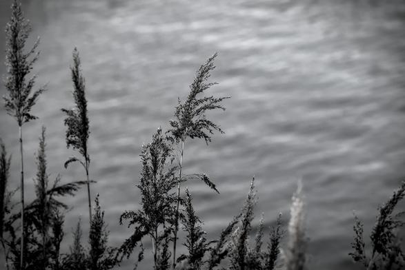 Das Foto zeigt einige hohe Schilfhalme im Vordergrund und die unscharf aufgenommene Wasserfläche eines Sees im Hintergrund. Das Bild ist in Schwarzweiß gehalten, was der Szene eine ruhige, stimmungsvolle und leicht melancholische Atmosphäre verleiht. Die Gräser stehen im Fokus, während das Wasser im Hintergrund weich und verschwommen wirkt.