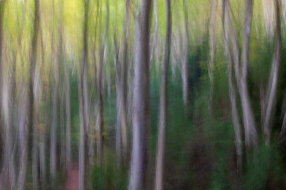Español: Imagen abstracta de un bosque con árboles altos y delgados.

English: Abstract image of a forest with tall, slender trees.