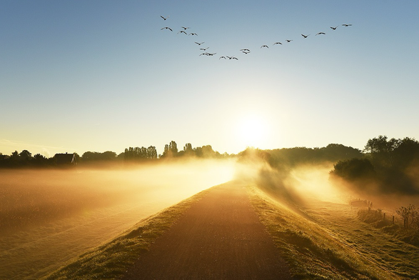 Vögel fliegen in V-Formation über einen Damm in Richtung Sonnenaufgang