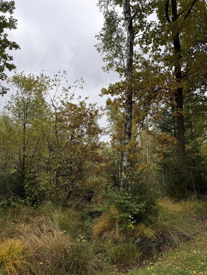 Mein Waldort heute. Herbststimmung bei Birke, Eiche und Wassergraben bei grauem Himmel