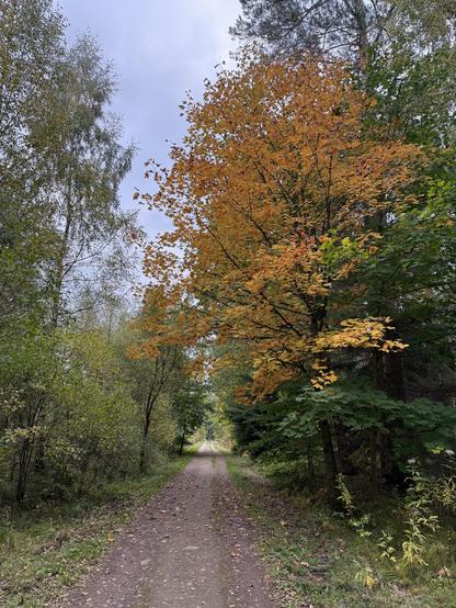 Erste farbige Bäume am Weg