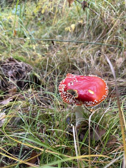 Ein angefressener Fliegenpilz