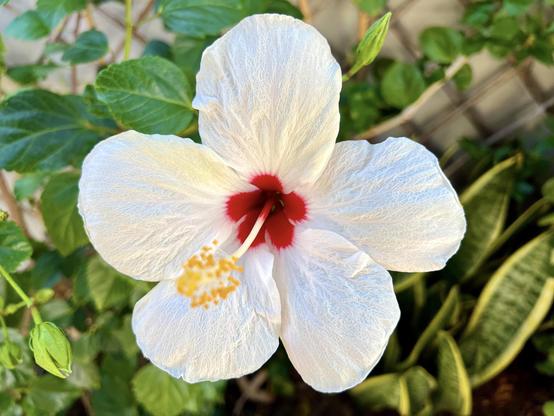 Why not, right? For today's #SilentSunday I am going with a white hibiscus in full bloom from the terrace parterre that seemed to have forgotten both the spring and summer are a now a thing of the past. But who am I to question whether it would want to bloom and showcase its full glory with those bright and intense white, red and yellow colours when it's just so pretty? 🌺😍👍🏻

So, there you go, my #SilentSunday snap shot, admiring nature at its best  while enjoying meself a cuppa ☕️