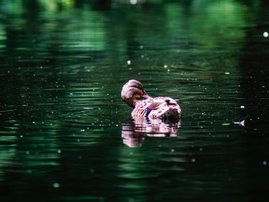 A duck in the middle of a pond preening the feathers on its back. Viewed from the back, its neck sticks out to the side and its head is turn to the side. The water of the pond is very green due to reflecting foliage. The whole photo has a certain dream-like feel to it.