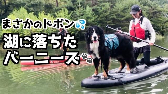 初めてのSUPに挑戦‼️湖に落ちたバーニーズマウンテンドッグ🐾