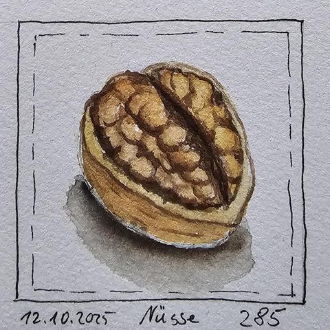 Aquarellskizze: Eine geöffnete Wallnuss, in deren unteren Schale sich noch der gesamte Kern befindet.
