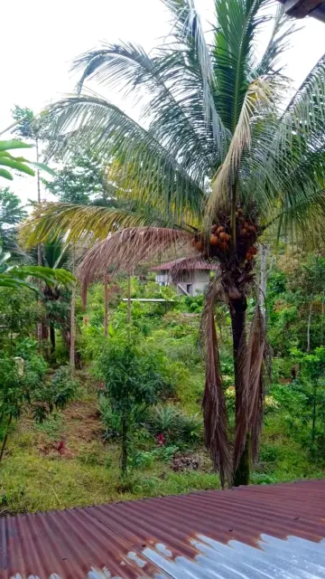 The view from the side window of the loft facing northwest looks past a coconut palm and over a patch of ananás mixed with small ornamental plants with colourful leaves. Young fruit trees line the trail into the background leading to the other house.