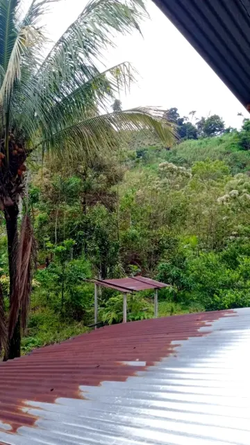 The view from the side window of the loft facing north looks past a coconut palm and out over the metal roof that covers the well with small fruit trees and many native trees growing up behind. In the distance, the grass hill and the neighbour's cacao monoculture are visible.