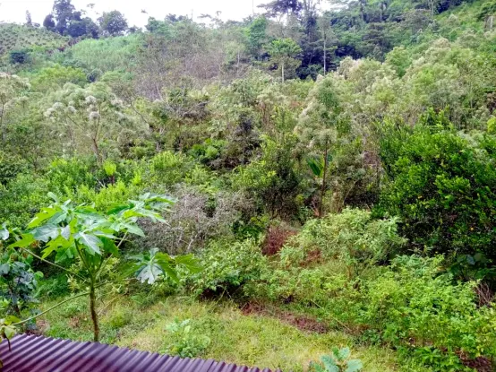 The view from the rear of the loft facing north overlooks a diverse assortment of vegetation in the developing food forest, from a papaya plant up against the house to some naranjilla bushes emerging from the grass below to a mandarin tree a short distance away to the recovering native forest at the top of the hill. The neighbour's monoculture plantation of cacao is visible at the upper left of the image.