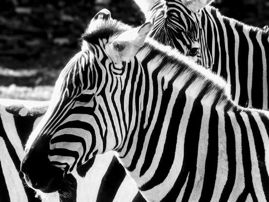 A close-up, high-contrast, black-and-white photograph of two zebras. The head and neck of the zebra in the foreground are sharply in focus, showing the intricate pattern of its black and white stripes and casting a shadow over its face. A second zebra is partially visible just behind it. The background is dark and blurred, making the zebras stand out brightly.