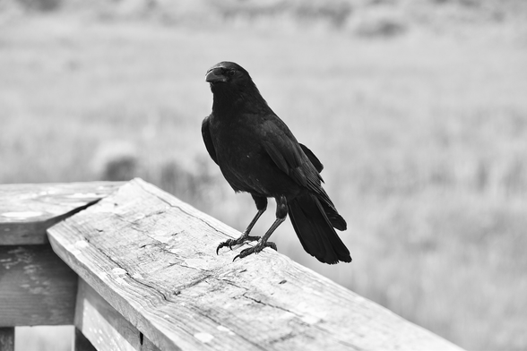 Black and white photo of a fish crow (glossy all-black bird with a large bill) standing on a wooden deck rail by a beach marsh.