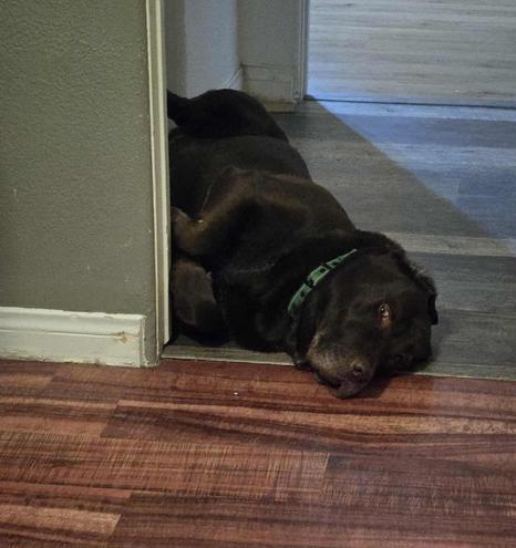 Kerby, a senior chocolate Lab with some gray on his muzzle, s lying on his side on a wood-look floor, wedged comfortably into the corner of a doorway while looking calmly toward the camera.