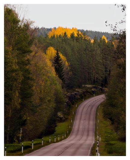 En stående bild på en asfalterad landsväg som går ner i en liten dal och sedan upp till höger. Den har vita pinnar med en svart detalj på båda sidor. Vägen har tät barrskog på båda sidor och några knallgula stråk av björkar.