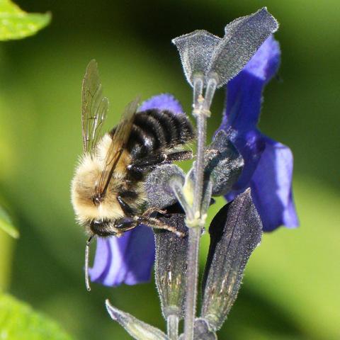 Photo of Bombus impatiens (Common Eastern Bumble Bee) by ejwildlife. Attribution: (c) Linda Watson, some rights reserved (CC BY).