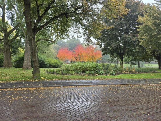 Photo. A bedrizzled street, and a park behind it. Everything is green, save for a few neon bright red/orange trees in the middle.