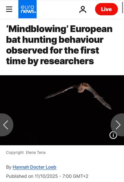 ‘Mindblowing’ European
bat hunting behaviour
observed for the first
time by researchers
 Elena Tena

 11/10/2025