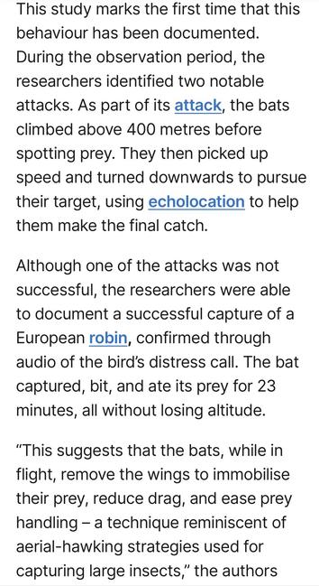 This study marks the first time that this
behaviour has been documented.
During the observation period, the
researchers identified two notable
attacks. As part of its attack, the bats
climbed above 400 metres before
spotting prey. They then picked up
speed and turned downwards to pursue
their target, using echolocation to help
them make the final catch.

Although one of the attacks was not
successful, the researchers were able
to document a successful capture of a
European robin, confirmed through
audio of the bird's distress call. The bat
captured, bit, and ate its prey for 23
minutes, all without losing altitude.
“This suggests that the bats, while in
flight, remove the wings to immobilise
their prey, reduce drag, and ease prey
handling — a technique reminiscent of
aerial-hawking strategies used for
capturing large insects,” the authors