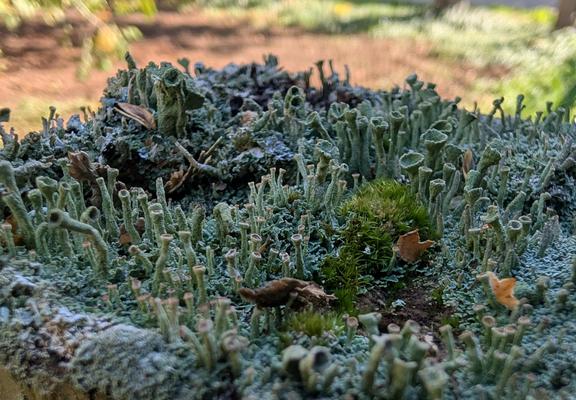 A small forest of pixie cup lichen, growing on top of a fence post, seen close up. Lichen in shadow; sunshine on the lawn in the background.