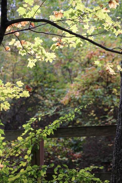 A close-up of vibrant green and yellow leaves on branches against a blurred background of colorful foliage. A wooden fence is partially visible, adding a rustic touch to the natural scene.