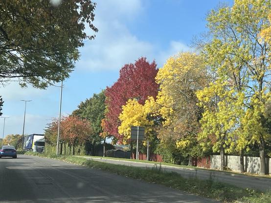 Trees in autumnal colours on right side of carriageway