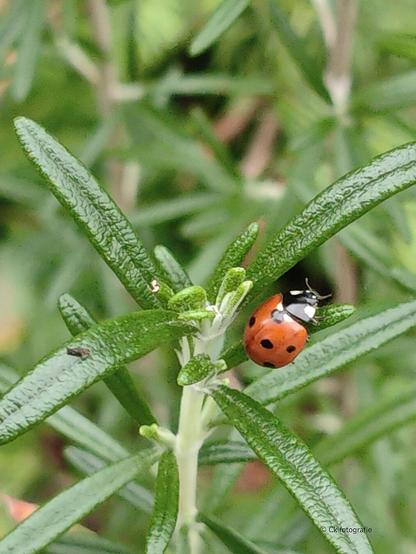 Zevenstippelig lieveheersbeestje 🐞 inspecteert een jonge rozemarijn struik.