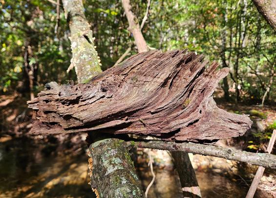 Old tree part shaped like a dragon head