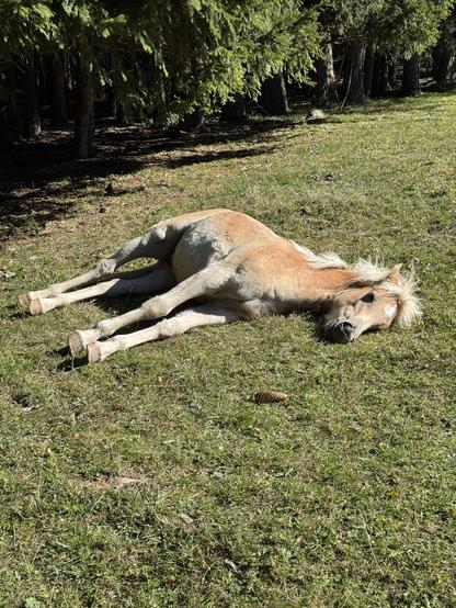 Auf der Seite liegendes chillendes Fohlen.