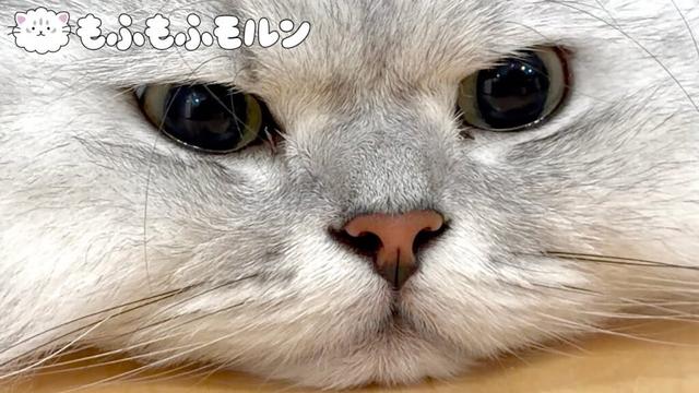 新型iPhoneで猫を撮ります 【サイベリアン】