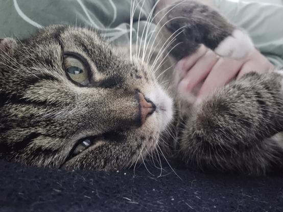 Eine getigerte Katze liegt entspannt auf einer dunklen Decke und schaut mit halb geöffneten, grünen Augen in die Kamera. Eine Hand streichelt sanft ihren Bauch, während die Katze ihre Pfote leicht angewinkelt hält. Die Stimmung wirkt ruhig und vertraut.