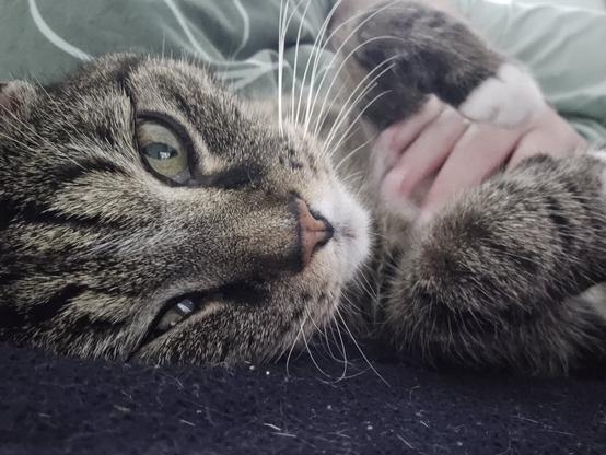 Eine getigerte Katze liegt entspannt auf einer dunklen Decke und schaut mit halb geöffneten, grünen Augen in die Kamera. Eine Hand streichelt sanft ihren Bauch, während die Katze ihre Pfote leicht angewinkelt hält. Die Stimmung wirkt ruhig und vertraut.