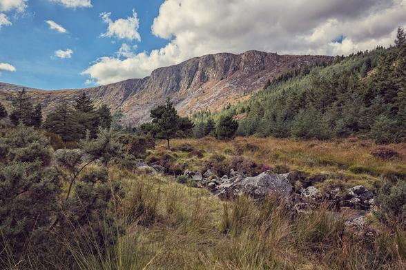 A wide-angle landscape photo of a rugged mountain valley, likely in the Wicklow Mountains. In the foreground, there is a mix of tall brown grasses, green gorse, and scattered grey rocks. The mid-ground features a dense, dark-green pine forest that covers the base of a large, rocky mountain. The mountain slopes are steep and striated, with patches of dry brown and green foliage. A bright blue sky with dramatic white and grey clouds hangs over the scene, casting a natural, vibrant light.