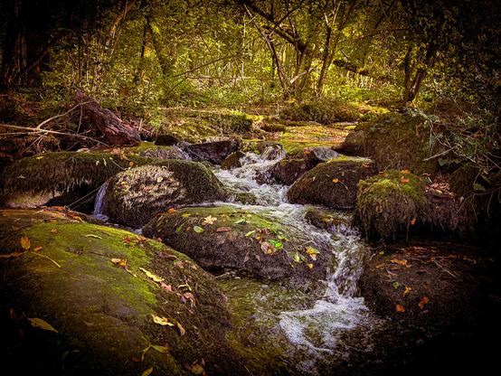 🇫🇷 Petit ruisseau de la Vire à Roullours formant une série de cascades entre des rochers couverts de mousse. La lumière dorée de l’après-midi éclaire les feuilles tombées et la végétation du sous-bois, créant une atmosphère paisible et naturelle.

🇬🇧 Small stream of the Vire river in Roullours forming a series of cascades between moss-covered rocks. The golden afternoon light illuminates the fallen leaves and the undergrowth vegetation, creating a peaceful and natural atmosphere.