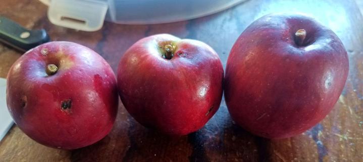 Three red apples on a wooden surface. They look ripe. Some have marks on them because they're not supermarket apples.
