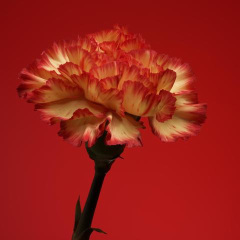 Photograph os a red and yellow carnation flower on a red background