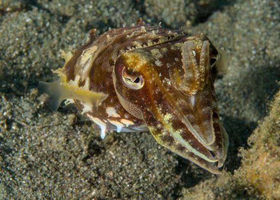 Red brown cuttlefish with yellow and white accents hovers three-quarters on to the camera. One eye is clearly visible, while the other is partially occluded by tentacles. A translucent skirt is visible on the left. 8 tentacles face down from the face in a vaguely Cthulhu like way, while two central tentacles are extended almost vertically in an S-curve. Most of the background is sand, which some algae covered rock in the bottom right.