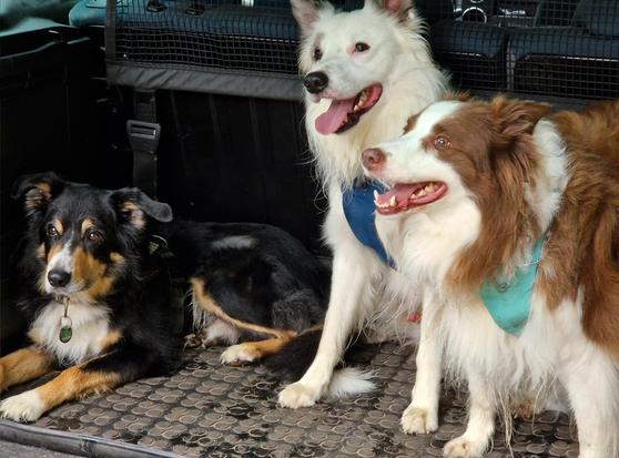 3 Hunde im Auto