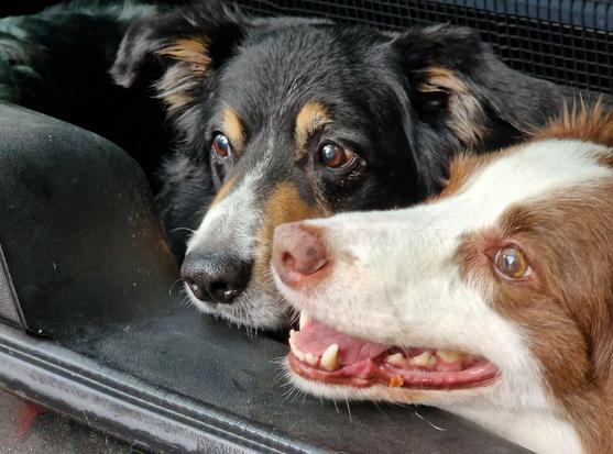 2 Bordercollies im Auto