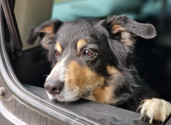 Bordercollie tricolor