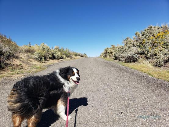 Walking up a lane with Cooper the mini Aussie, a black, white and brown dog. Yellow rabbit brush just past peak flower lines both sides of the lane. Big blue skies at the top of the photo.  Photo by Jenifer Hanen.