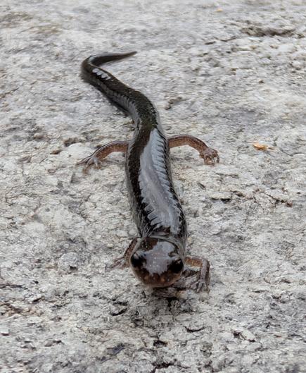 A dark brown salamander on a concrete pool patio.
